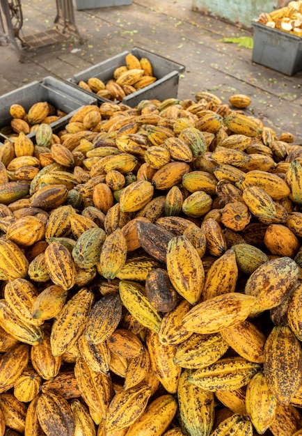 Grãos de cacau e cacau em uma superfície de madeira