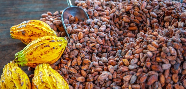 Grãos de cacau marrons aromáticos e sementes de cacau com matérias-primas maduras amarelas de cacau de chocolat