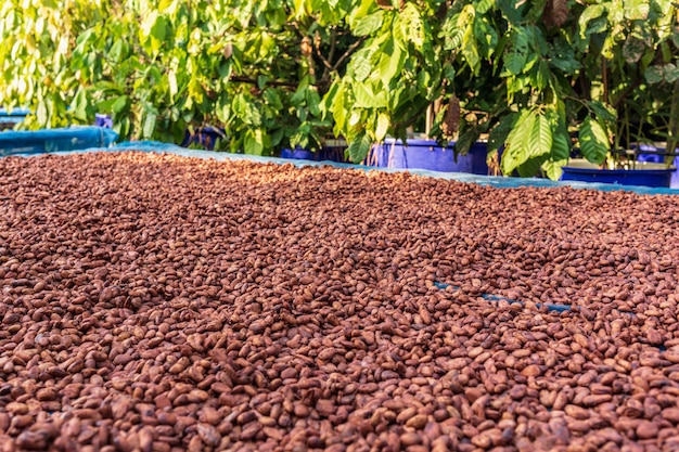 Grãos de cacau orgânico secando ao sol na fazenda