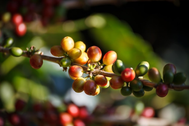 Grãos de café amadurecendo na árvore no norte da Tailândia