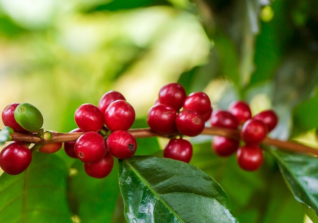 Grãos de café amadurecendo na árvore no norte da tailândia