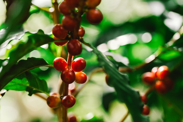 Grãos de café amadurecendo na árvore no norte da Tailândia