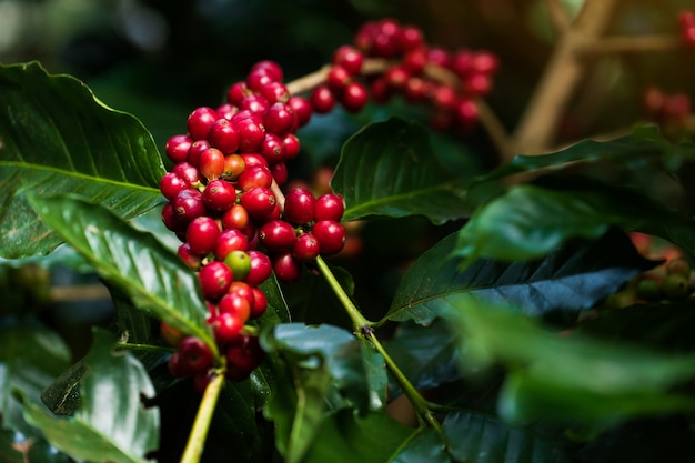 Grãos de café amadurecendo na árvore