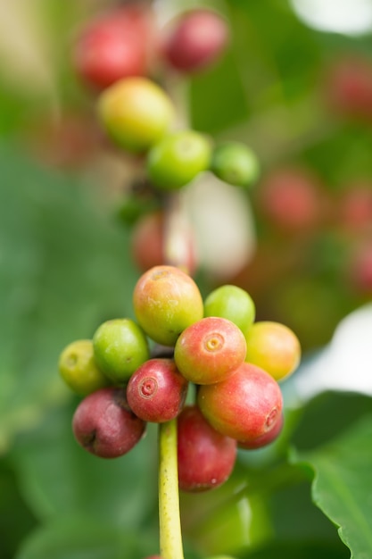 Grãos de café arábica amadurecendo na árvore no norte da Tailândia