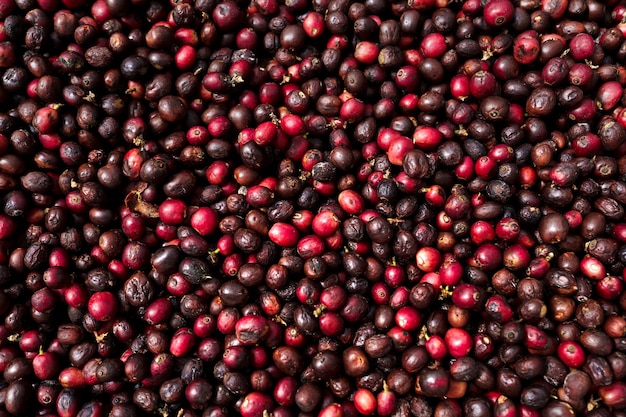 Grãos de café cereja, café vermelho amadurecimento, processo de secagem de café