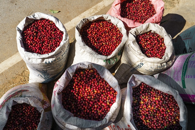 Grãos de café cereja, café vermelho No saco e na mão