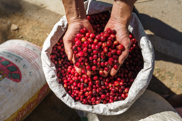 Grãos de café cereja, café vermelho No saco e na mão