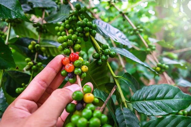 Grãos de café crus de árvores de café