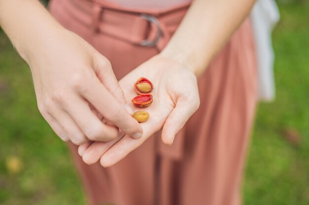 Grãos de café de frutas vermelhas frescas na mão de uma mulher