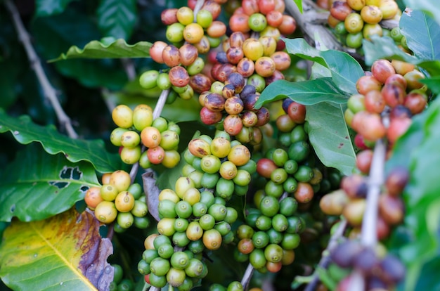 Grãos de café em árvores