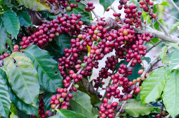 Grãos de café em árvores