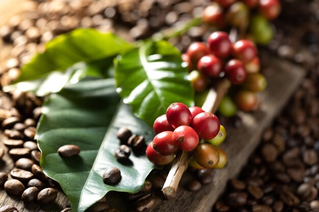 Grãos de café em folhas verdes de café em fundo de madeira, grãos de café frescos em fundo de madeira