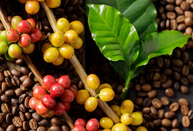 Grãos de café em folhas verdes de café em fundo de madeira