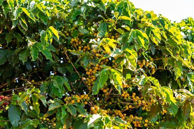 Grãos de café em um galho de árvore. Grãos de café arábica vermelho e verde que amadurecem na árvore na plantação de café.