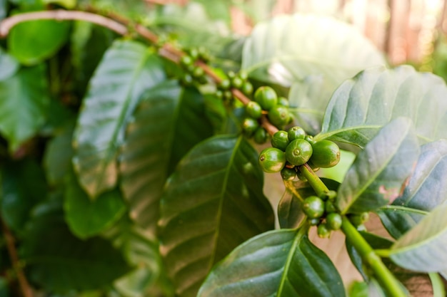 Grãos de café em uma planta com folhas verdes