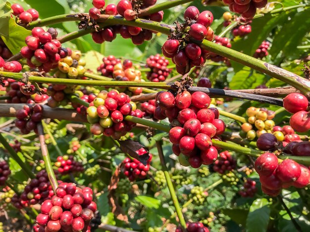 Grãos de café frescos estão amadurecendo nos galhos ou árvores das plantações de café