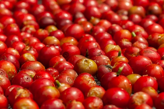 Grãos de café maduros escolhidos recentemente - coffeea arabica