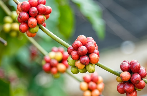 Foto grãos de café maduros no ramo