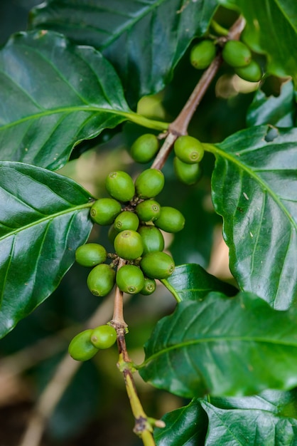 Grãos de café na árvore