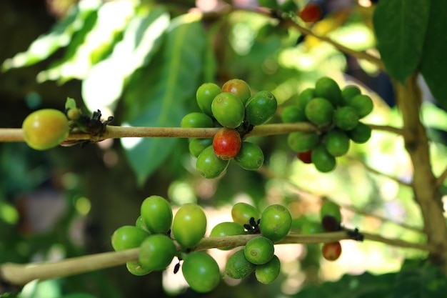 grãos de café na árvore