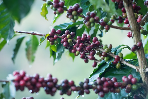 Foto grãos de café na árvore.