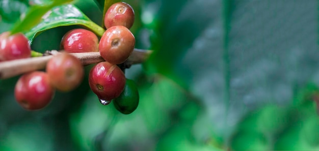 Grãos de café no galho de uma árvore de café com frutos maduros