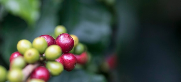 Grãos de café no galho de uma árvore de café com frutos maduros