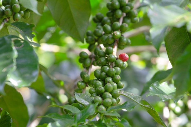 Grãos de café nos ramos