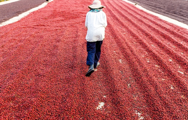 Grãos de café secando ao sol. plantações de café em fazenda de café