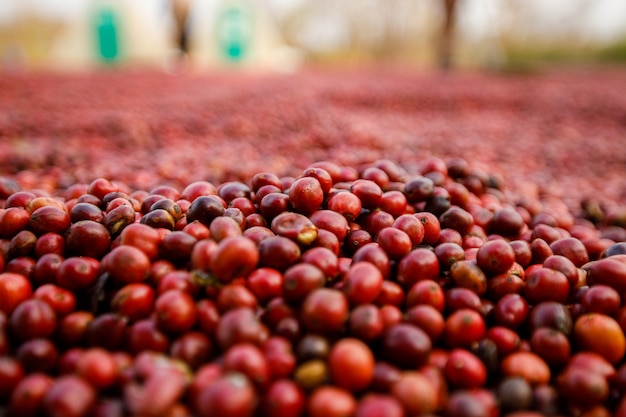 Grãos de café secando ao sol. Plantações de café na fazenda de café