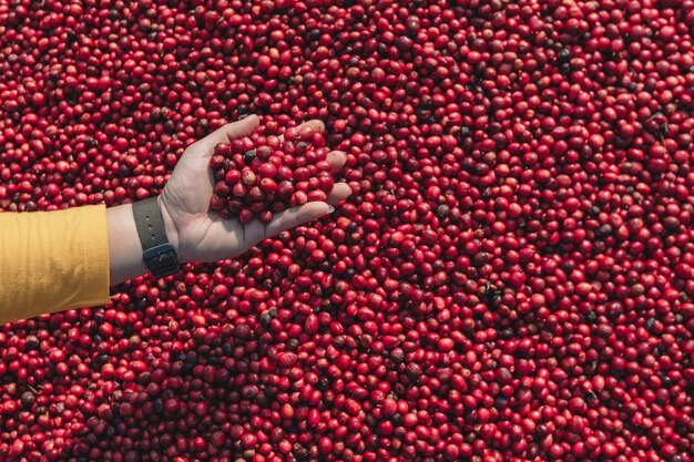 Grãos de café secando ao sol. plantações de café na fazenda de café