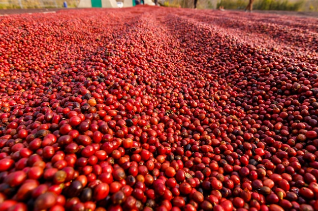 Grãos de café secando ao sol. Plantações de café na fazenda de café