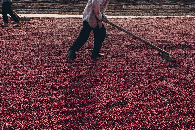 Grãos de café secando ao sol. plantações de café na fazenda de café