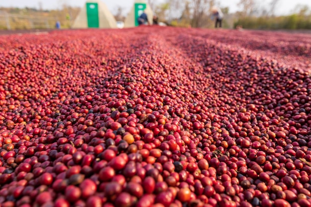 Grãos de café secando ao sol Plantações de café na fazenda de café