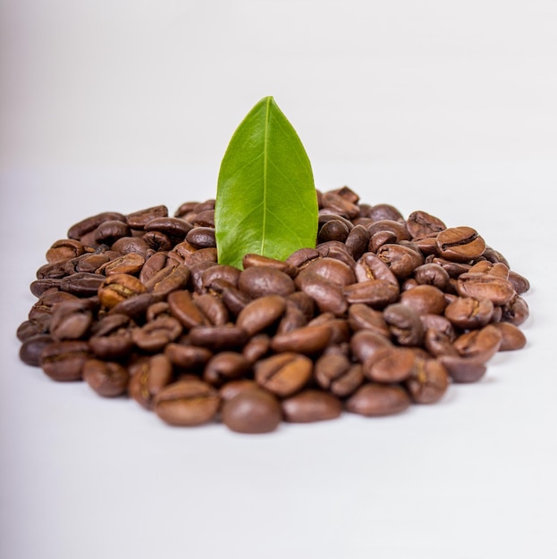 Grãos de café torrados e folhas isoladas em um fundo branco