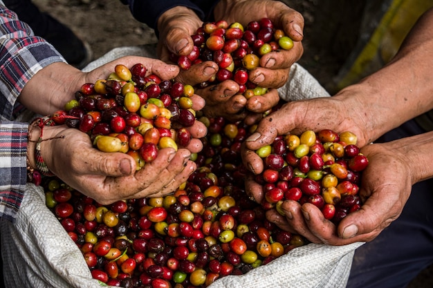 grãos de café torrados e secos