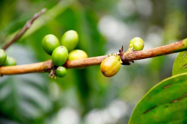 Grãos de café verdes na árvore de café no jardim em Bolaven Plateau em Paksong Champasak Laos