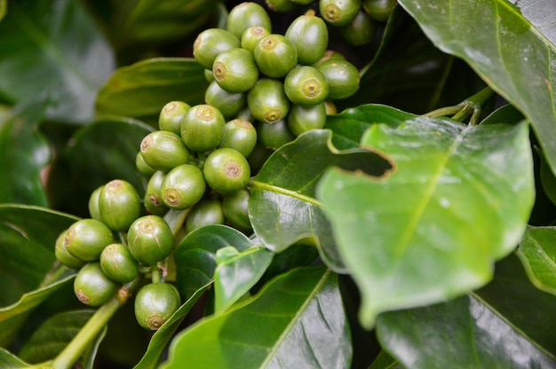 Grãos de café verdes na árvore