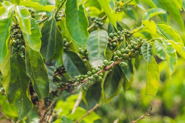 Grãos de café verdes no caule na plantação do Vietnã