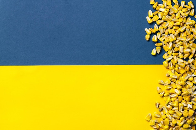 Grãos de milho no fundo da bandeira ucraniana Crise global e europeia de grãos e trigo após a invasão russa da Ucrânia 2022 Embargo e sanção para a exportação de grãos