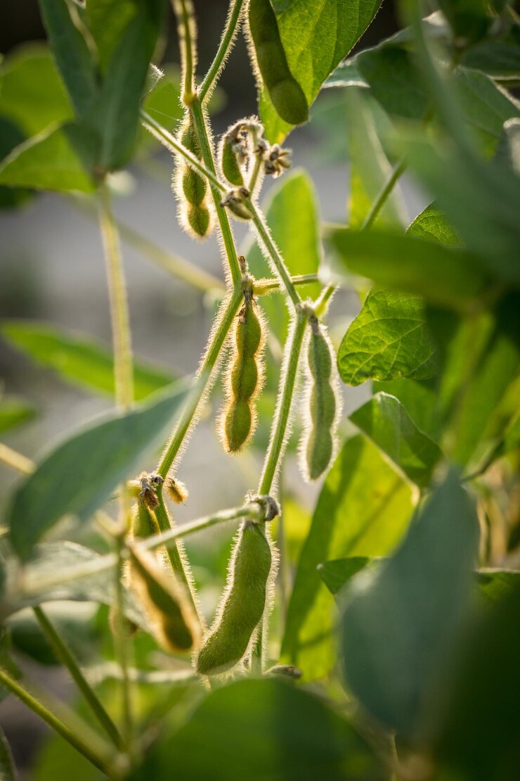 Grãos de soja verdes prontos no campo de um fazendeiro. Conceito de produção agrícola