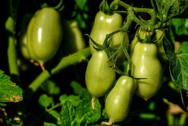 Grãos de tomate San Marzano verdes não maduros, orgânicos e saudáveis, cultivados localmente