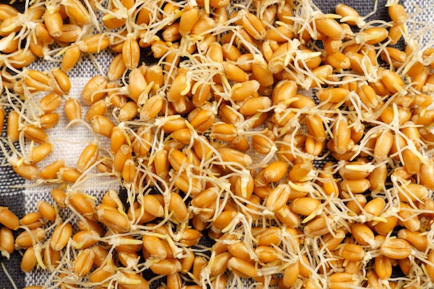 Grãos germinados e brotos de trigo úteis plantas orgânicas conceito de comida saudável