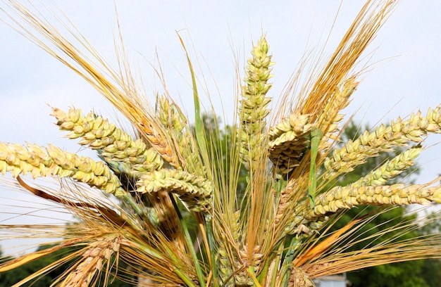 Grãos ucranianos escassez de alimentos trigo milho