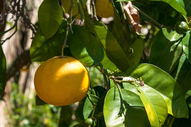 Grapefruit am Baum