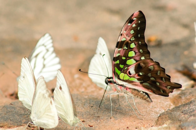 Graphium arycles Boisduval Spotted Jay no chão de pedra