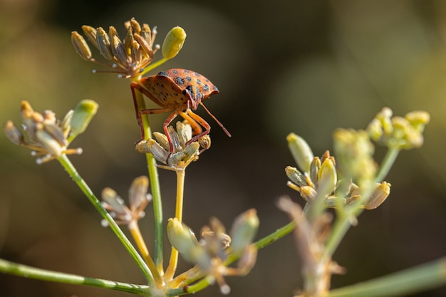 Graphosoma Semipunctatum. Insecto en su entorno natural.