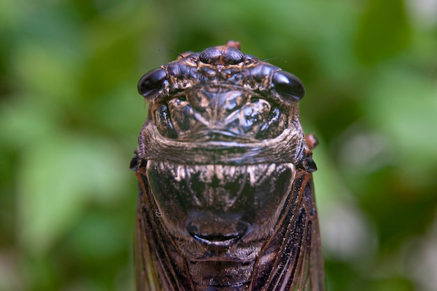 Graptopsaltria nigrofuscata cigarra japonesa a grande cigarra marrom