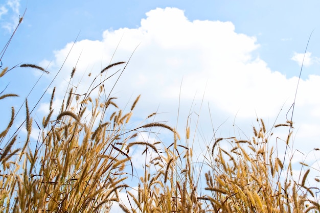 Gras am Himmel Hintergrund