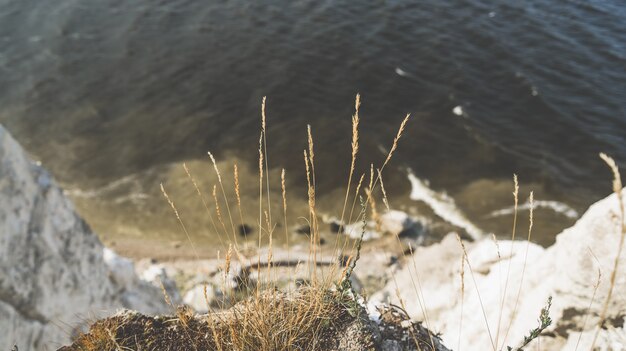 Gras am Rand der Klippe.